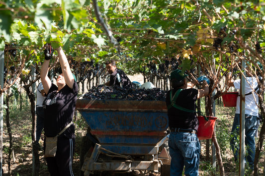 The Dry Farm Wines Family helps with an Italian Natural harvest