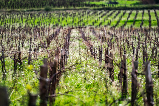 DFW Natural Wine Vineyards