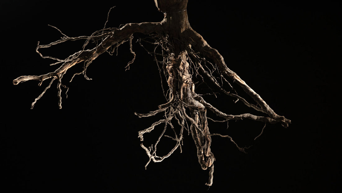 7 Facts You Should Know About Dry Farming