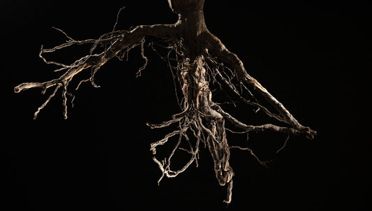 7 Facts You Should Know About Dry Farming