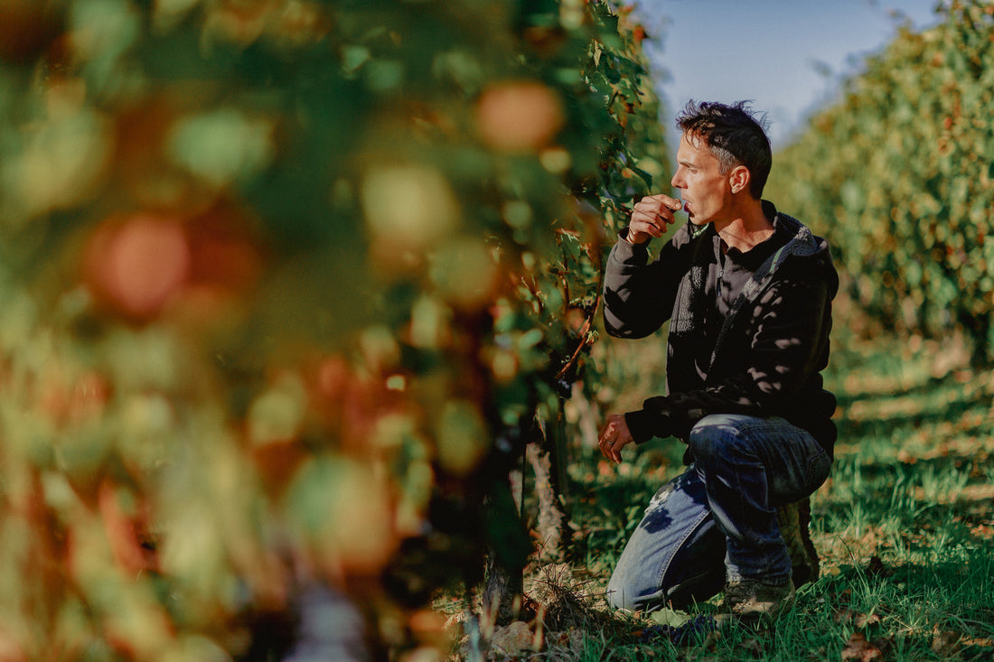 3 Benefits of Organic Wine