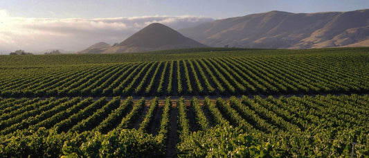 What Is Terroir & How Does Terroir Affect Wine?