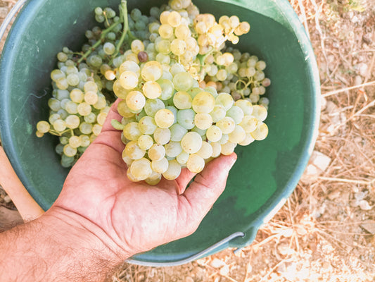 Is Wine Paleo Friendly?