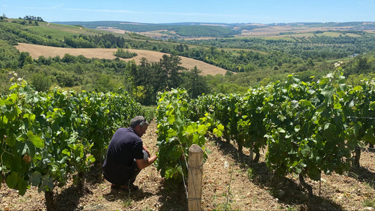 About the Burgundy Region