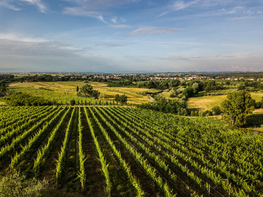 The Dry Farm Wines Family helps with an Italian Natural harvest 