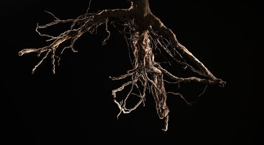 The ideal grapevine root extends downward more than outward. It reaches deep into the soil, pulling up water and nutrients that feed its grapes.