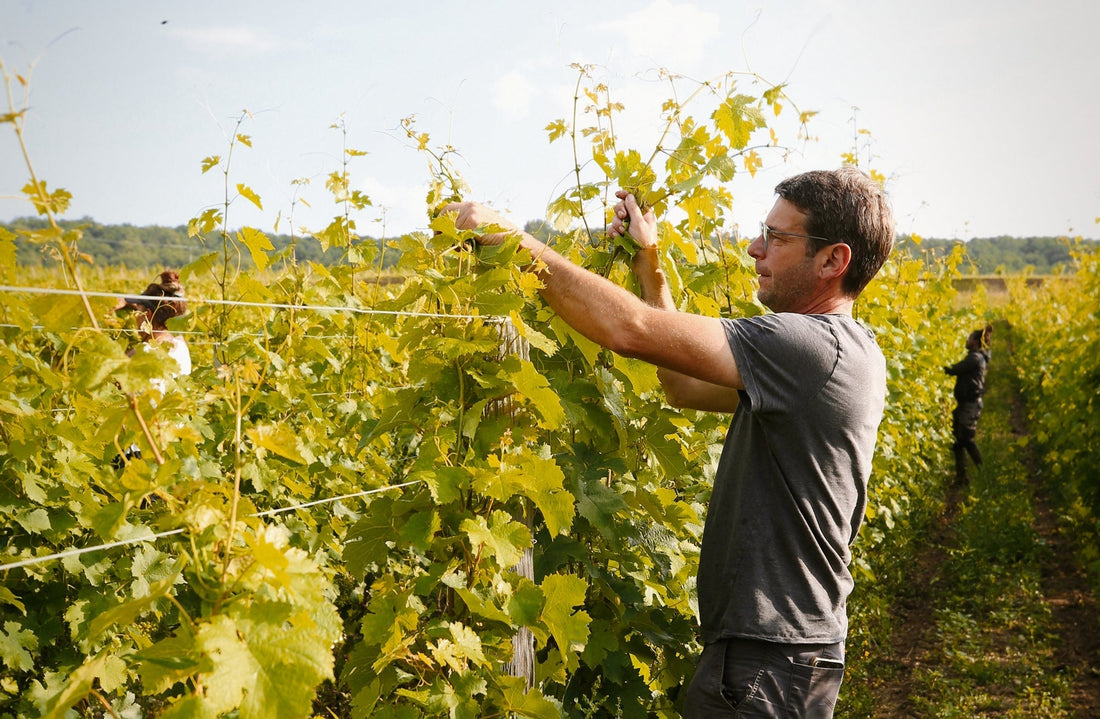 About Chinon