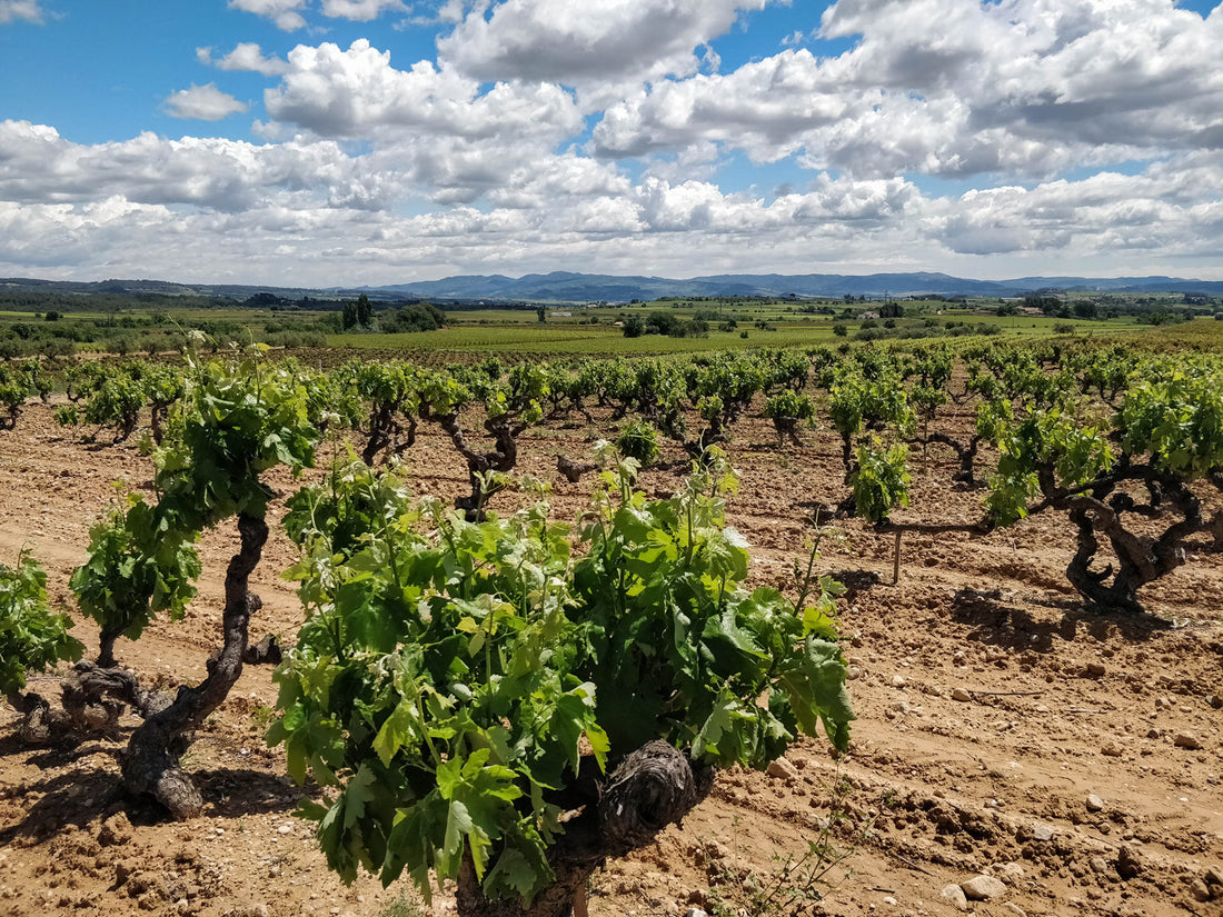 About Penedès