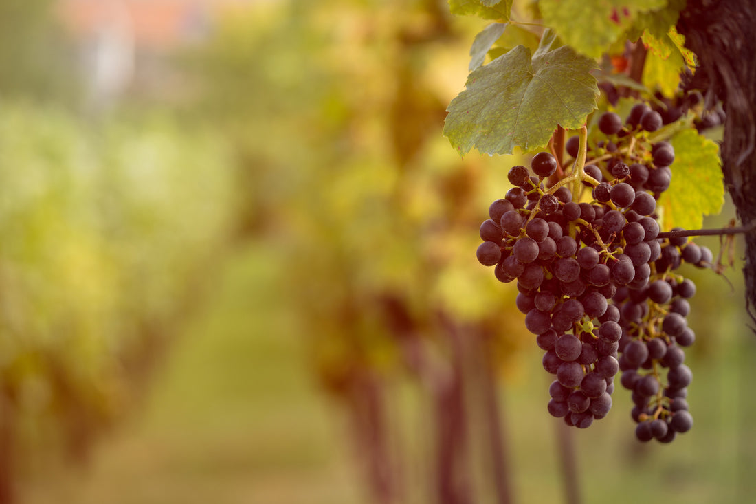 How Dry Farm Wines are different from Commercial Wines