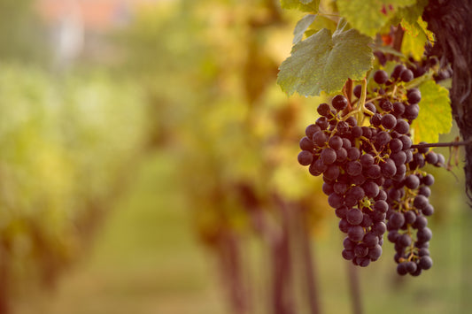 How Dry Farm Wines are different from Commercial Wines