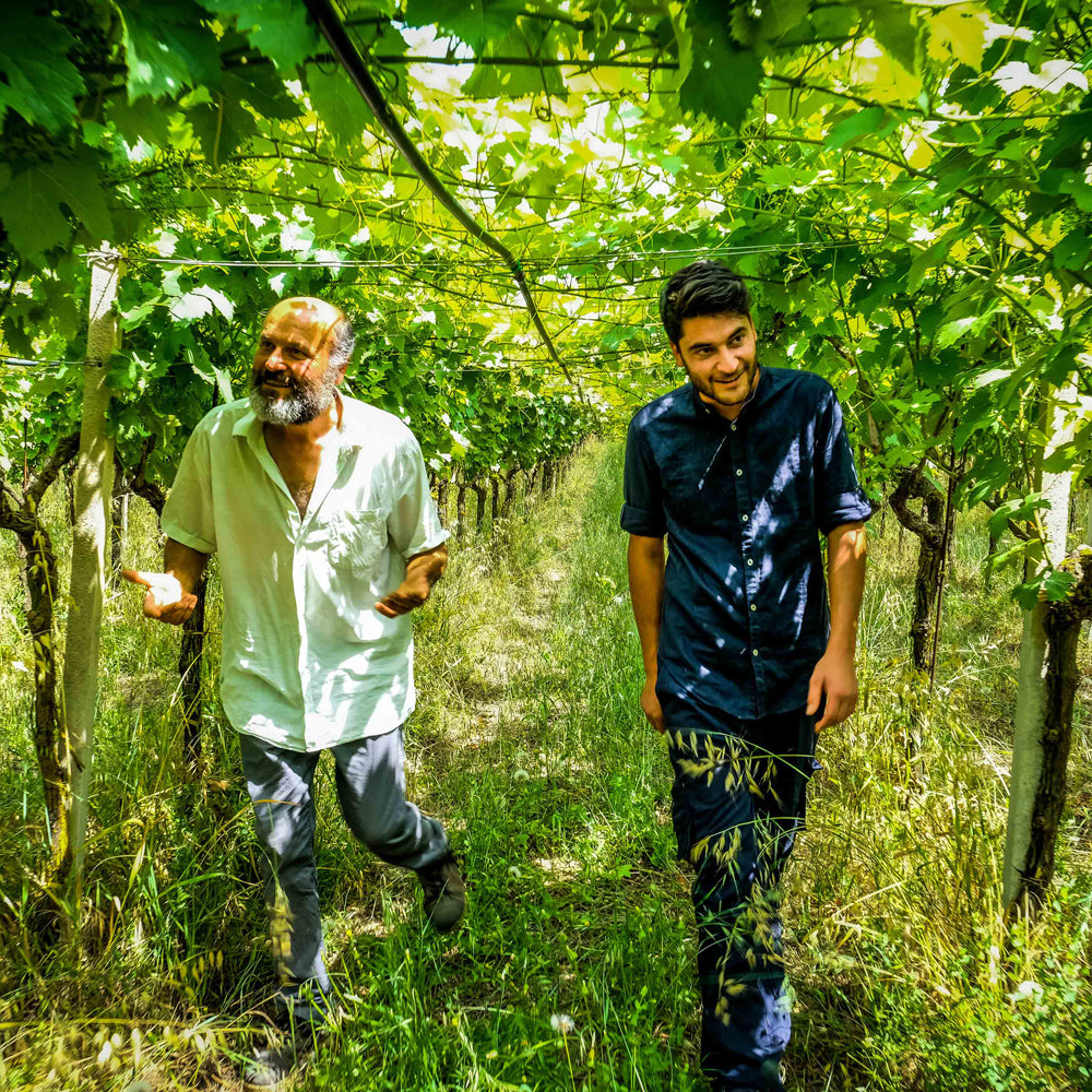 Two men walking through a vineyard with greenery and grapevines around them.