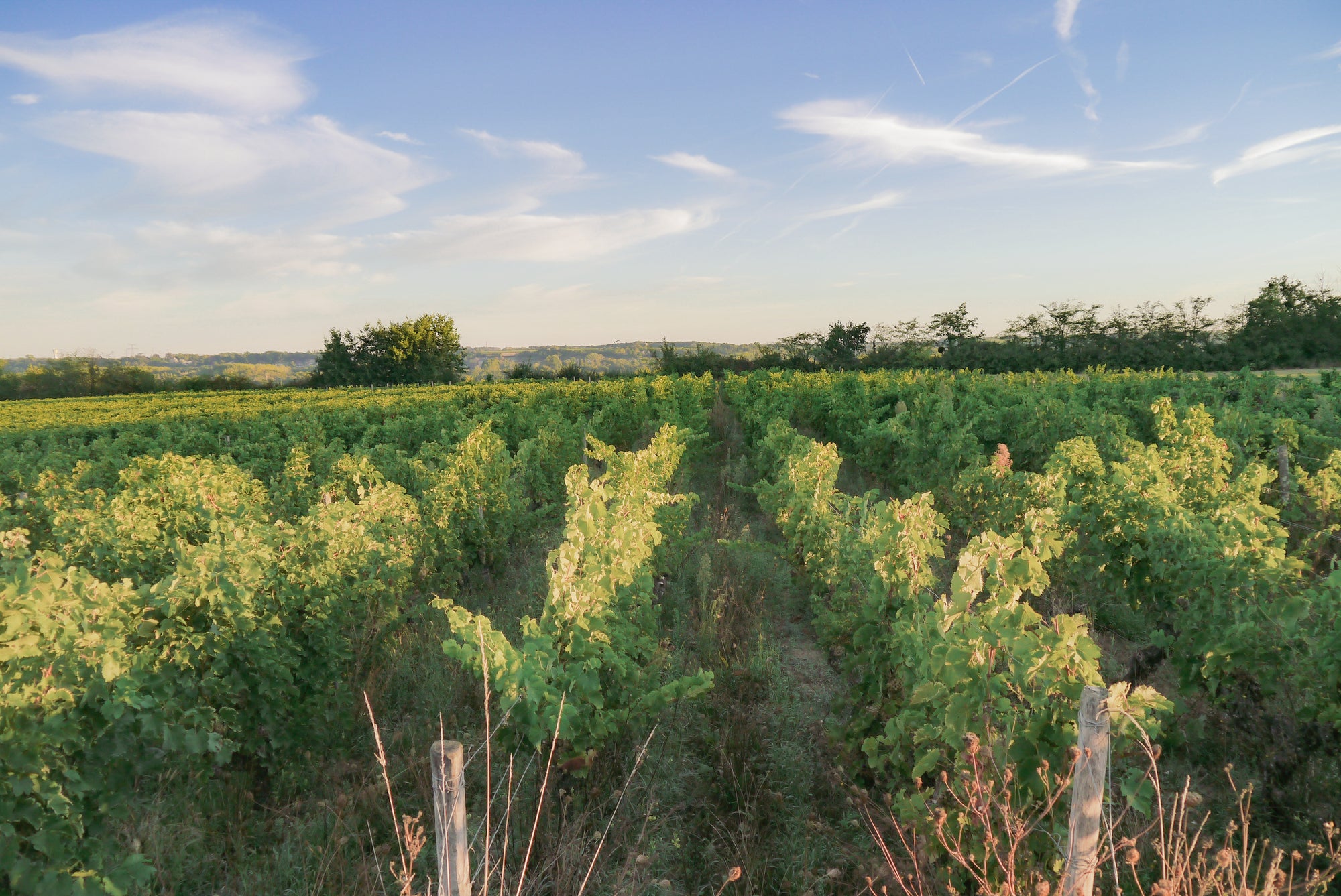 PaleoValley – Dry Farm Wines