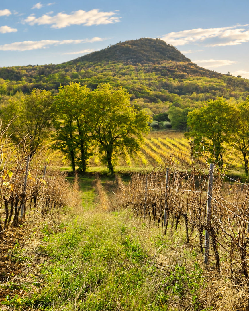A scenic landscape photograph of a vineyard with rows of grapevines in the foreground, green trees, rolling hills, and a mountain under a blue sky with light clouds.