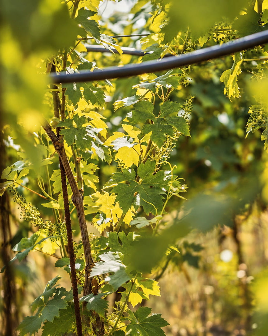 Close-up view of green grapevines with sunlit leaves and a dark irrigation tube running horizontally across a vineyard.